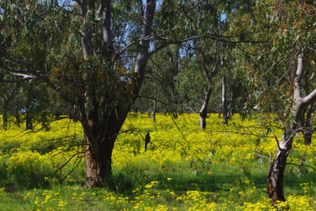 Redeem plantation in Jonoland.